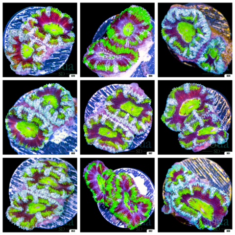 Jokers Acan Lord - Multiples Available