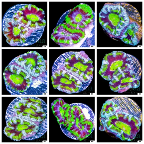 Jokers Acan Lord - Multiples Available