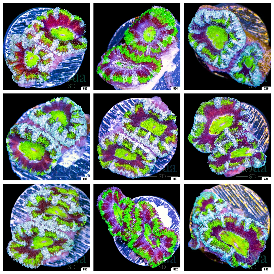 Jokers Acan Lord - Multiples Available
