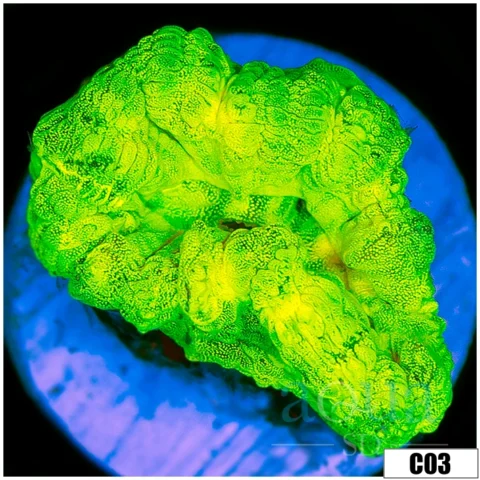 Kryptonite Candy Cane