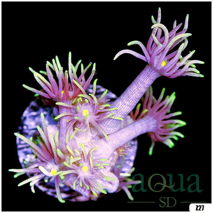 Laser Focus Goniopora - Multiples Available