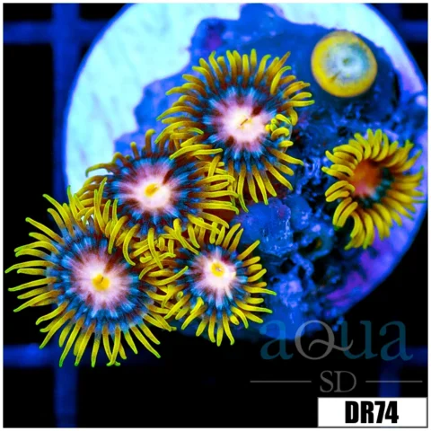 Laser Lemon Zoanthids