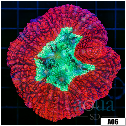 Lava Rim Symphyllia