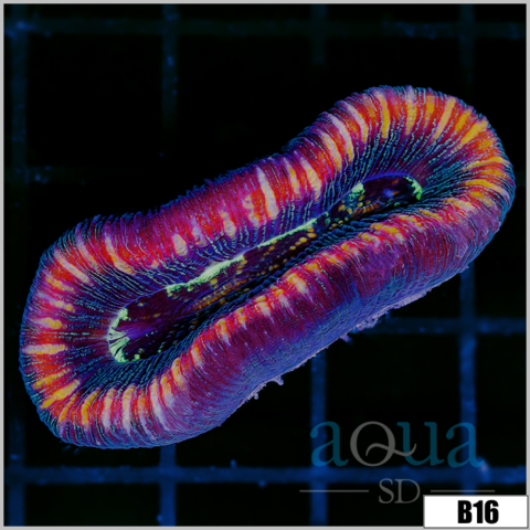 Lava Rim Trachy