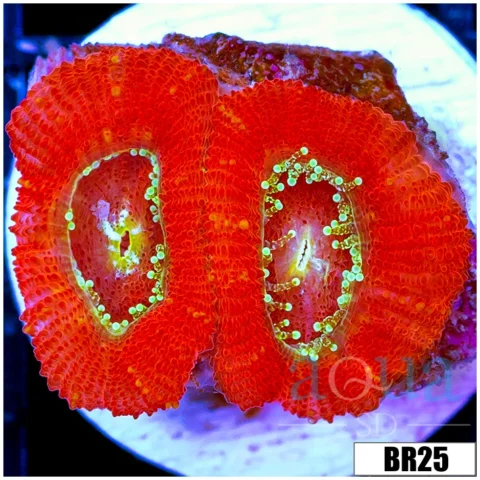 Lazer Eyes Acan Micromussa