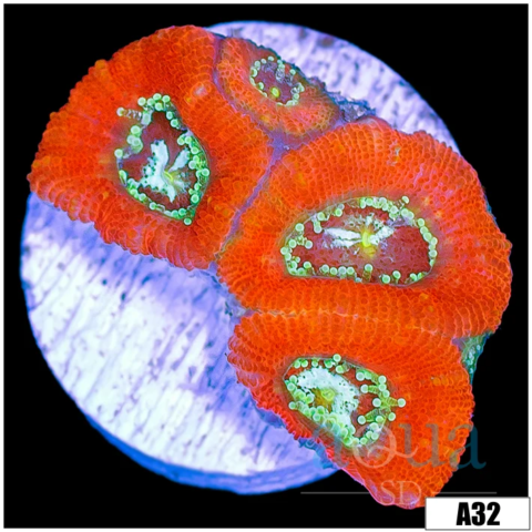 Lazer Eyes Acan Micromussa