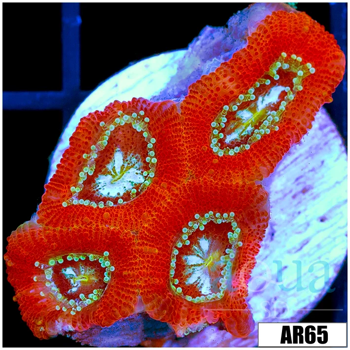 Lazer Eyes Acan Micromussa - Image 2