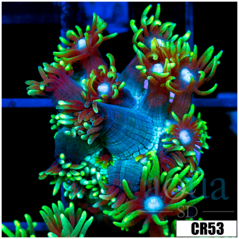 Long Tentacle Neon Star Goni