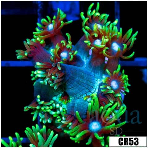 Long Tentacle Neon Star Goni