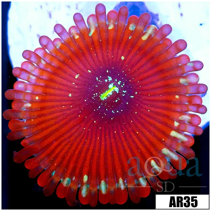 Magician Zoas