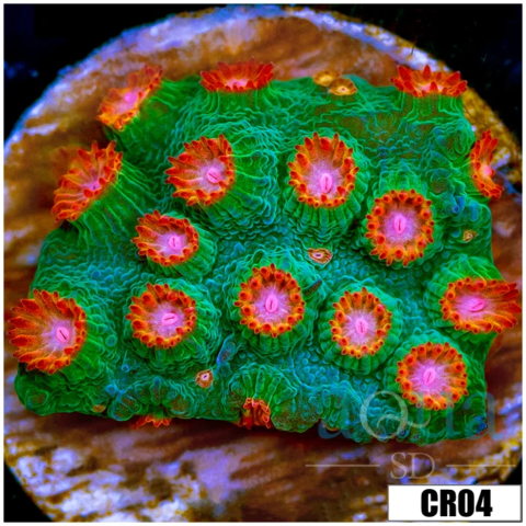 Meteor Shower Cyphastrea