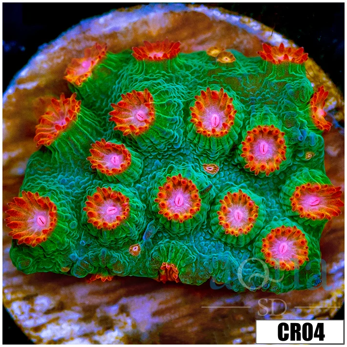 Meteor Shower Cyphastrea