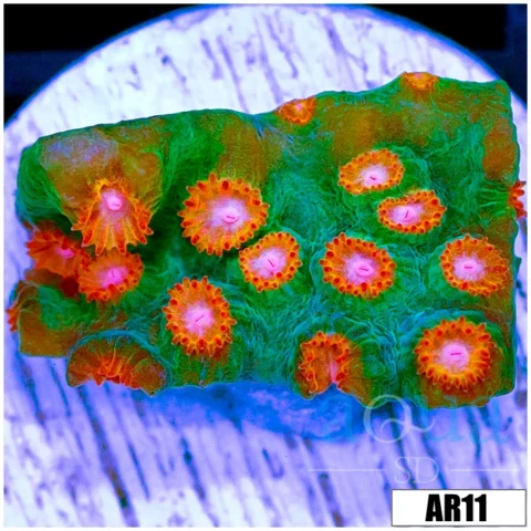 Meteor Shower Cyphastrea