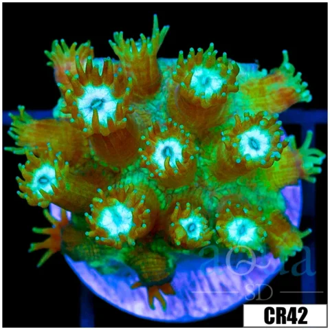 Minty Cave Of Wonders Goniopora