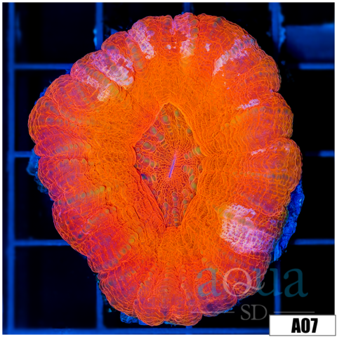 Molten Red Scolymia