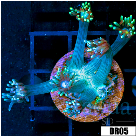 Monsoon Cultured Neon Star Goni