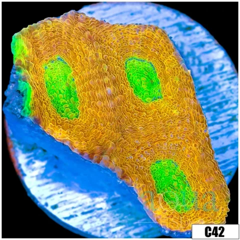 Mummy Eye Enchinata