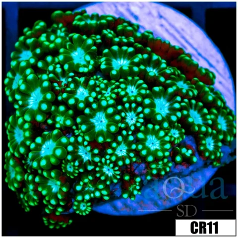 Neon Petals Alveopora