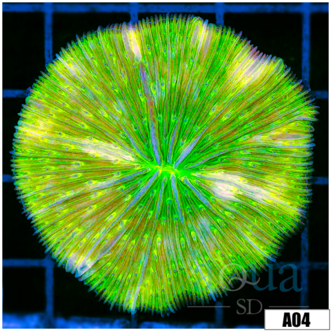 Neon Plate Coral