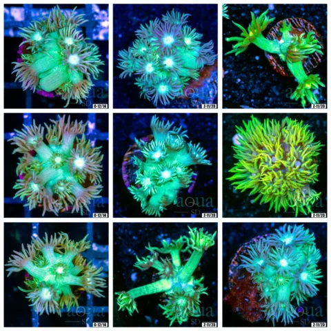 Neon Toxic Goni - Multiples Available