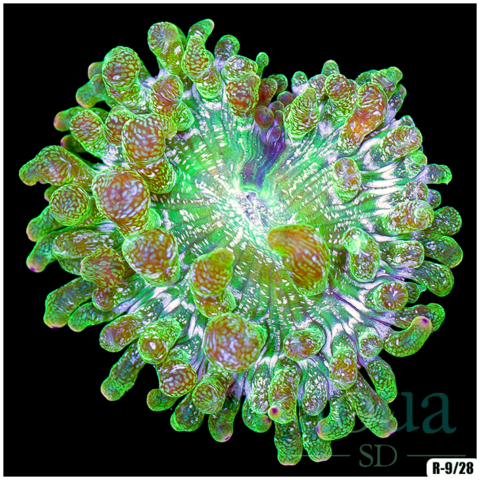 Nuclear Bubble Tip Anemone Not WYSIWYG