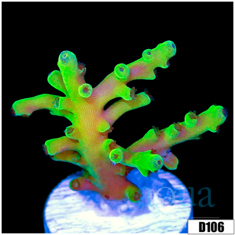 Nuclear Echinata Acropora