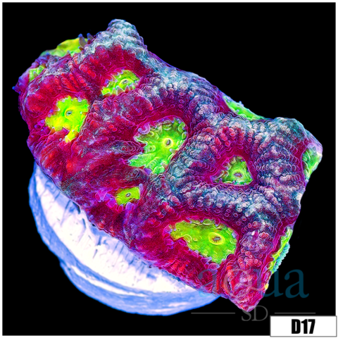 Nuclear Eyes Platy Favia