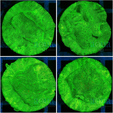 Nuclear Leptoseris - Multiples Available