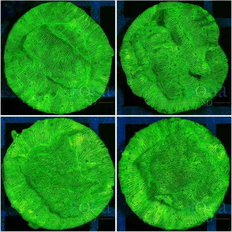 Nuclear Leptoseris - Multiples Available