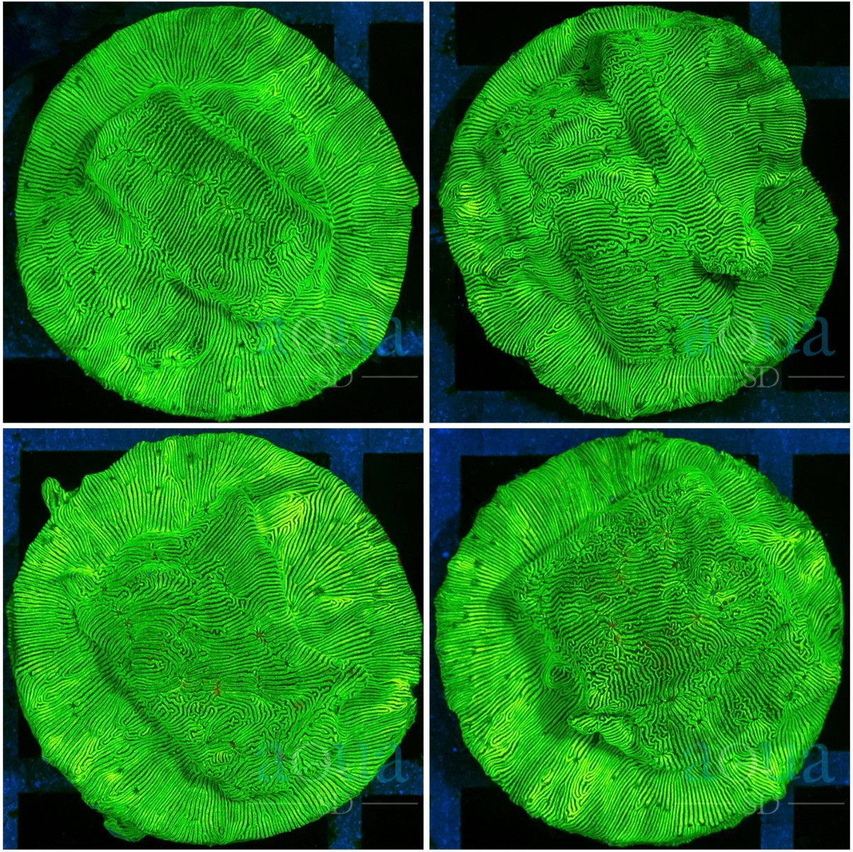 Nuclear Leptoseris - Multiples Available