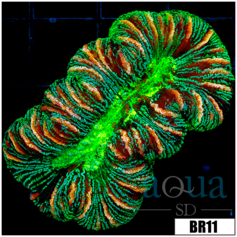 Nuclear Metallic Trachy