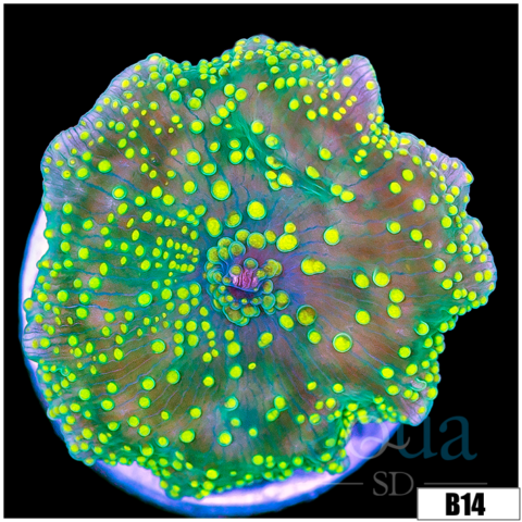 Nuclear Spots Discosoma
