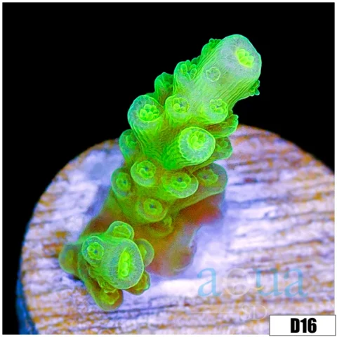 Nuclear Tenuis Acropora