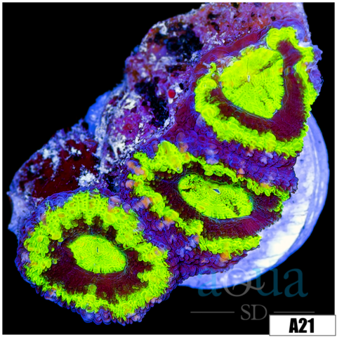 Nuclear UFO Acan Lord