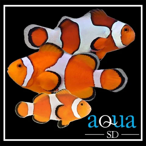 Ocellaris Clown; Captive Bred. - Amphiprion ocellaris