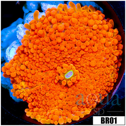 Orange Julious Yuma