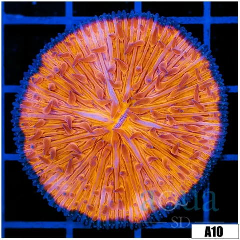 Orenji Eye Plate Coral