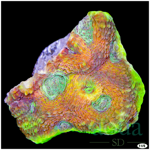 Party Town Acan Enchinata Multiples Available