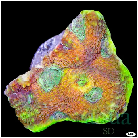 Party Town Acan Enchinata Multiples Available