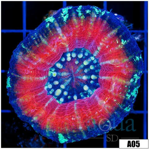 Peppermint Scoly