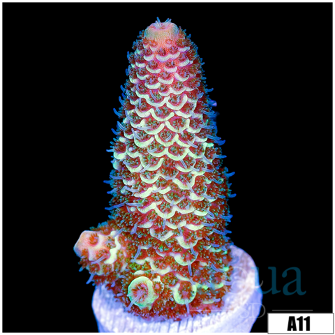 Pinapple Mille