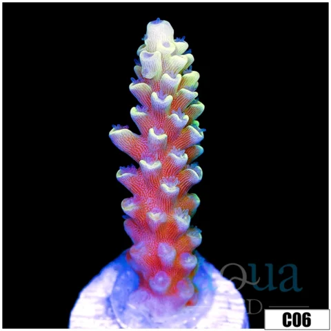 Pinapple Tenuis Acropora