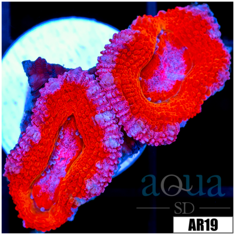 Pink Rim Acan Lord