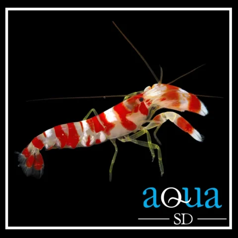 Pistol Shrimp; Candy Stripe - Alpheus sp.