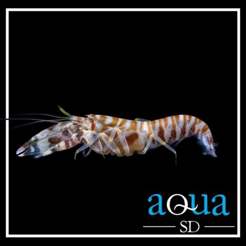 Pistol Shrimp; Tiger - Alpheus sp.