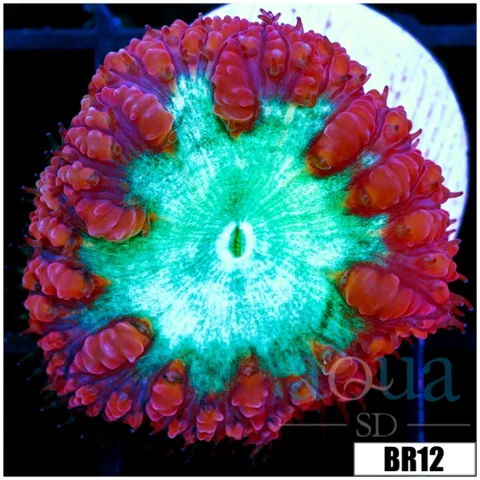 Purple Rim Blasto