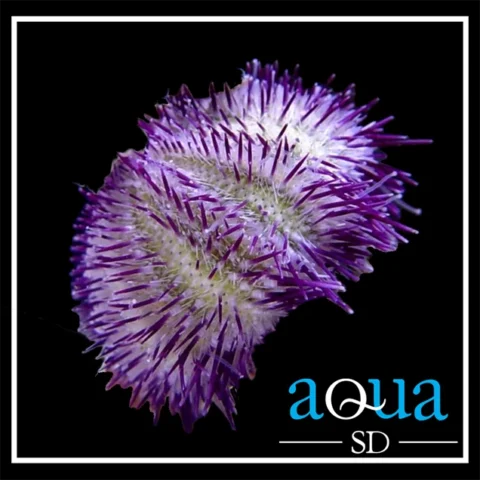 Purple Short Spine Pincushion Urchin