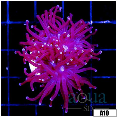 Purple Tip Torch