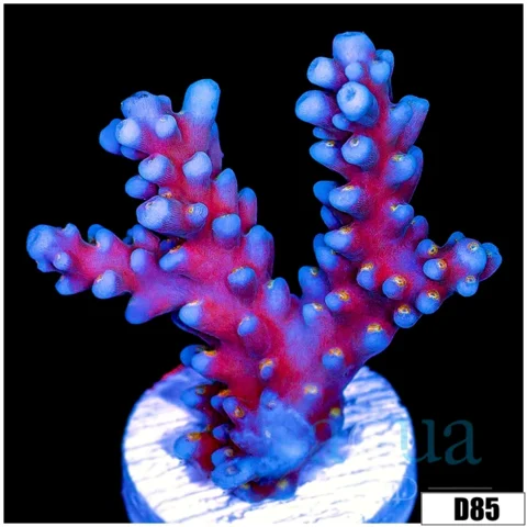 Purple Tort Acropora