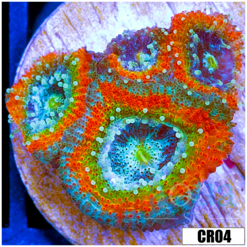 Rainbow Mango Acan Micromussa